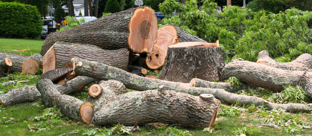 How Our Tree Care Process Works  in  Roaming Shores, OH